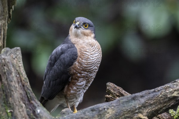 Sparrowhawk (Accipiter nisus), Emsland, Lower Saxony, Germany, Europe