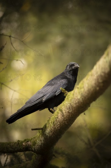 Raven crow (Corvus corone), sitting on a thick, partly mossy branch, looking to the right, in the background incidence of light through sun and blurred fir branches, profile view, Dortmund, North Rhine-Westphalia, Germany, Europe