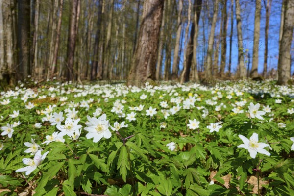 Blue Wood anemone (Anemone nemorosa), flowering anemones in the forest in sunny weather, spring mood with green foliage and blue sky, Würzburg, Bavaria, Germany, Europe