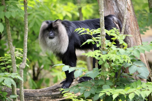 Bearded monkey, Wanderu, (Macaca silenus), adult, on tree trunk, alert, India, Asia