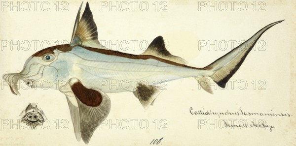 Australian ghostshark, Callorhinchus milii, a species of the genus of the plough-nosed chimaeras, fish, reproduction of an original, by Frank Edward Clarke (b. 1849, d. 1899), ichthyologist and scientific draughtsman