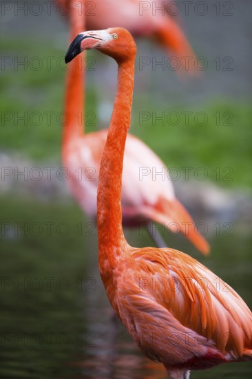 American or Caribbean Flamingo (Phoenicopterus ruber ruber), adult bird, found in the Caribbean and South America, captive, Germany, Europe