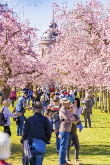 People walking under pink blossoming cherry trees, cherry blossom garden, Schwetzingen Palace, Germany, Europe