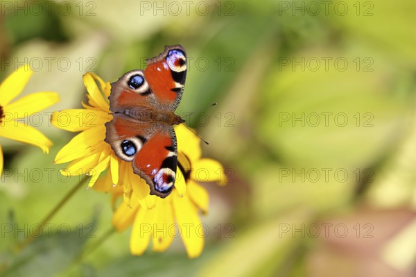 A peacock butterfly (Inachis io) on a yellow coneflower (Echinacea paradoxa), close-up, macro shot, in a natural environment in the wild, wildlife, insects, butterflies, butterflies, Wilnsdorf, North Rhine-Westphalia, Germany, Europe