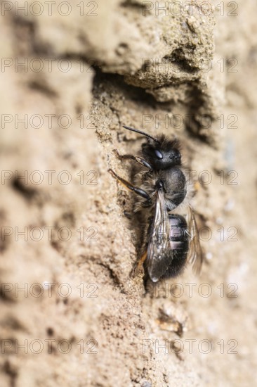 Common narrow bee (Lasioglossum calceatum), Emsland, Lower Saxony, Germany, Europe