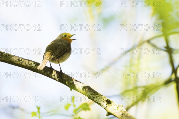 A robin (Erithacus rubecula) sits singing on a branch surrounded by green leaves, Hesse, Germany, Europe
