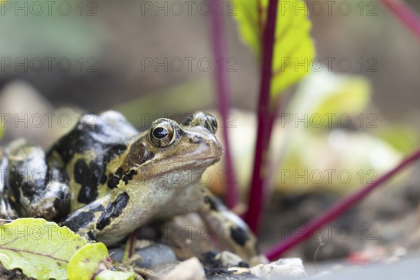Common frog (Rana temporaria) adult amphibian on a garden vegetable bed with Beetroot in the summer, England, United Kingdom, Europe