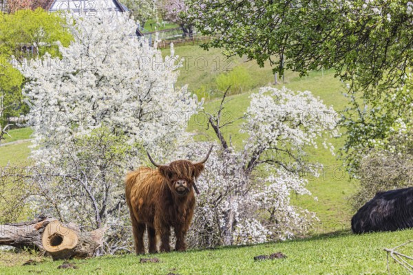 Highland cattle in the Beuren open-air museum on the Swabian Alb. This breed of domestic cattle is used, among other things, for landscape conservation. Beuren, Baden-Württemberg, Germany, Europe