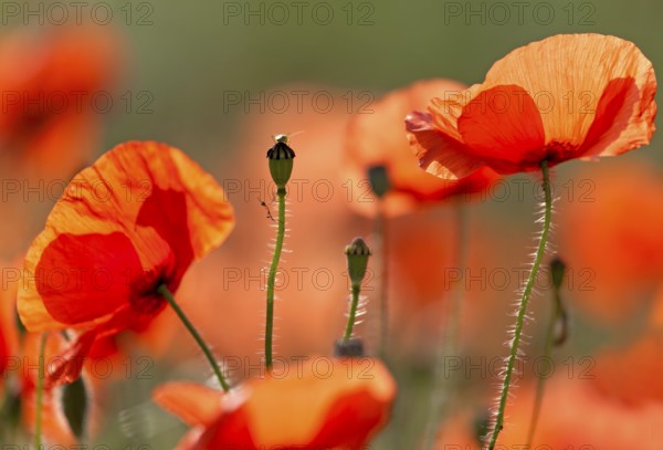 Corn poppy