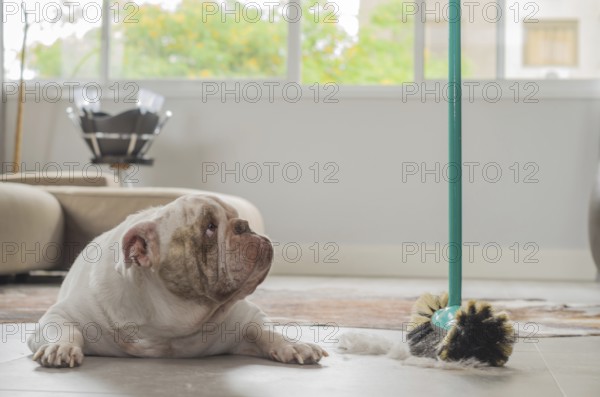 Bulldog dog looking at dirt from the ground, sweeping dog hairs from the floor