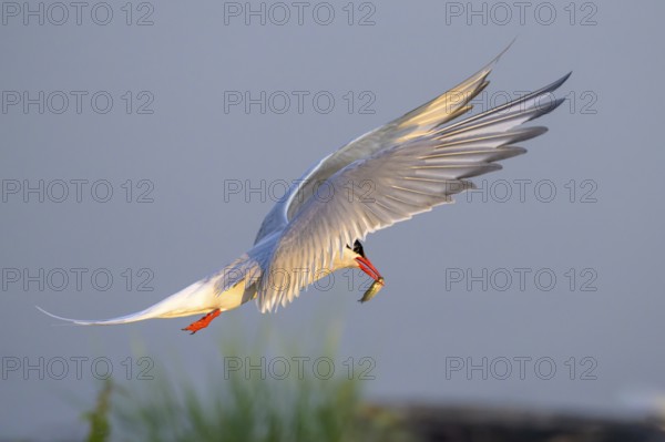 An Arctic tern (Sterna paradisaea) in flight holding a small fish in its beak, Eidersperrwerk, Tönning, Schleswig-Holstein, Germany, Europe