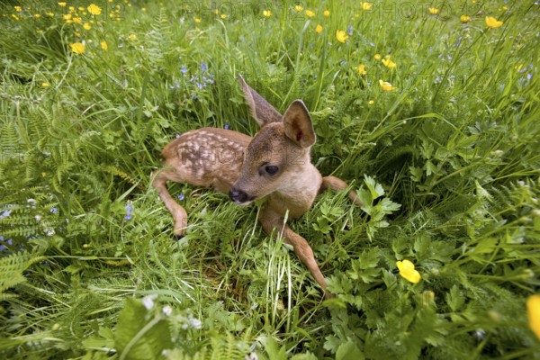 Roe Deer (capreolus capreolus), Foan laying with Flowers, Normandy