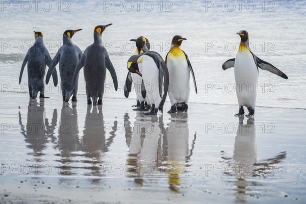 King penguins (Aptenodytes patagonicus), on the beach, Volunteer Point, Falkland Islands, Great Britain, South Atlantic, South America