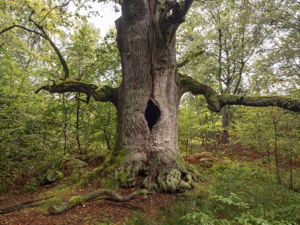 Chimney oak (Quercus), about 400 years old oak in the primeval forest Sababurg, estate district Reinhardswald, Hofgeismar, Hesse, Germany, Europe