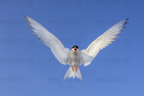 An Arctic Arctic Tern (Sterna paradisaea) with outspread wings flying in front of a clear blue sky, Eidersperrwerk, Tönning, Schleswig-Holstein, Germany, Europe