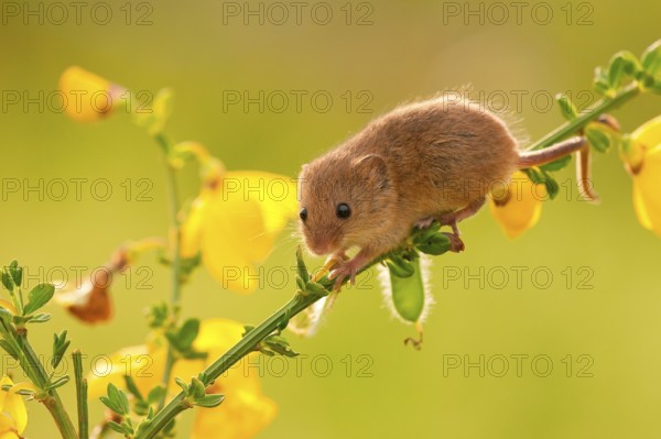 Eurasian harvest mouse (Micromys minutus), climbing, broom, Rhineland-Palatinate, Germany, Europe