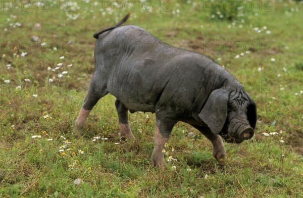 Meishan pig (Sus scrofa f. domestica) Chinese masked pig