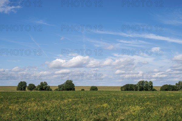 Wide field under blue sky with fluffy clouds, radiates peace, Dollart, Leer, East Frisia