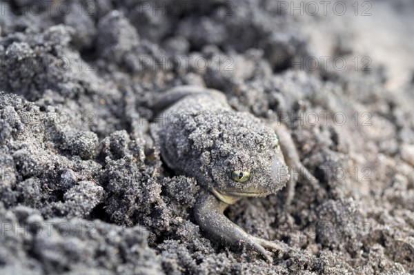 Common spadefoot (Pelobates fuscus), burrows in sandy soil at the edge of the spawning water, North Rhine-Westphalia, Germany, Europe