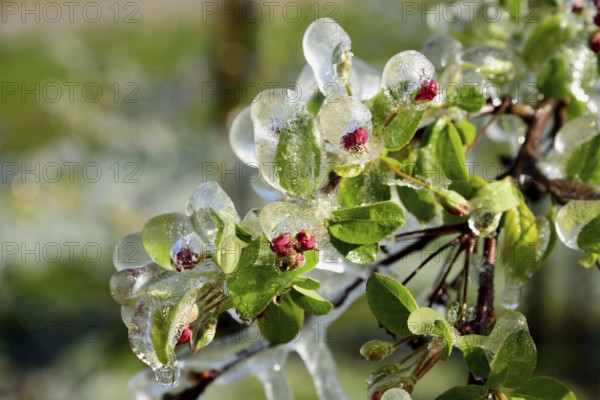 Europe, Germany, Hamburg metropolitan region, Altes Land near Hamburg, fruit growing, irrigation during frost, blossom protection, apple tree, Hamburg, Hamburg, Federal Republic of Germany, Europe