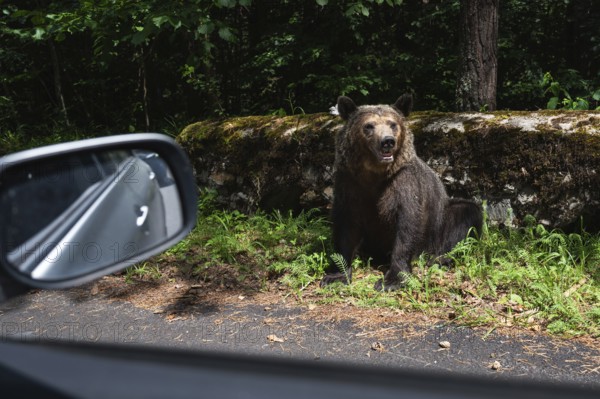 A wildlife bear (Ursus arctos) by the road in Romania