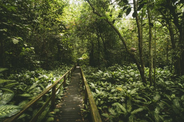 A wooden walkway winds through the dense jungle, surrounded by lush greenery, Sukau Cave, Borneo, Malaysia, Asia