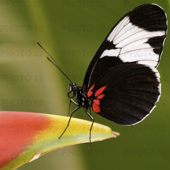Heliconius sapho on hanging lobster-claw (Heliconia rostrata)