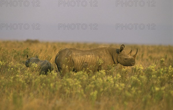 Black Rhinoceros (diceros bicornis), Female with Calf, Masai Mara Park in Kenya