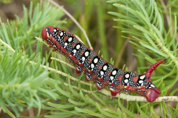 Spurge hawk moth (Hyles euphorbiae) caterpillar, Bavaria, Germany, Europe