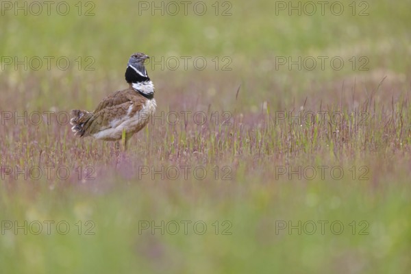 Little bustard (Tetrax tetrax) Outarde canepetière, Sisón Común, Hides De Calera / Great Bustard, Calera Y Chozas, Castilla La Mancha / Toledo, Spain, Europe