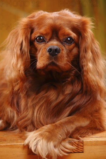Cavalier King Charles Spaniel, male, ruby red