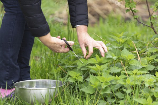 Woman gathers nettle at spring garden for healthy detoxify soup and tea