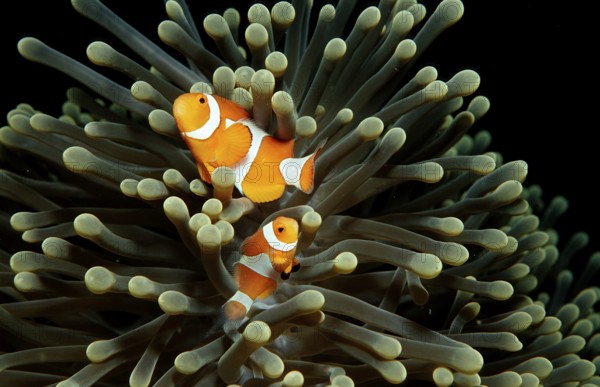 Orange skunk clownfish, Amphiprion ocellaris, Indonesia, Wakatobi Dive Resort, Sulawesi, Indian Ocean, Banda Sea, Asia