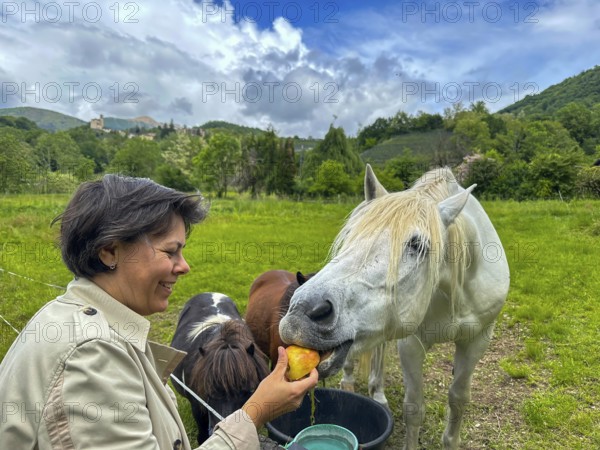 Happy Woman Hand Giving an Apple to a White Horse in Switzerland