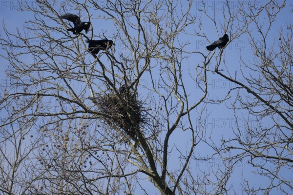 Rook (Corvus frugilegus), crow colony, plane tree avenue, Heilbronn, Neckar bank, Neckar, Neckar valley, crow, corvid, Germany, Europe