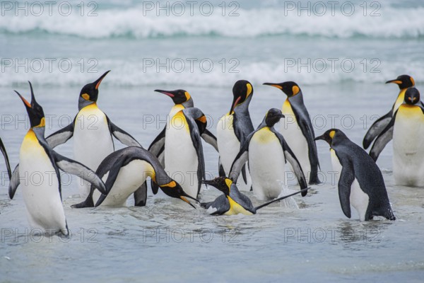 King penguins (Aptenodytes patagonicus), on the beach, Volunteer Point, Falkland Islands, Great Britain, South Atlantic, South America