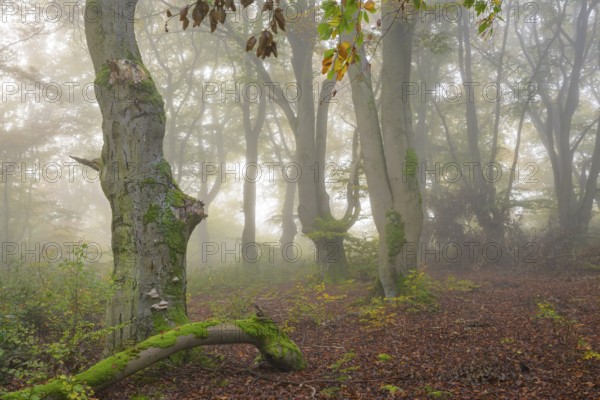 Mystical forest scene with misty trees and autumnal foliage, Hutewald Halloh, Hesse, Germany, Europe