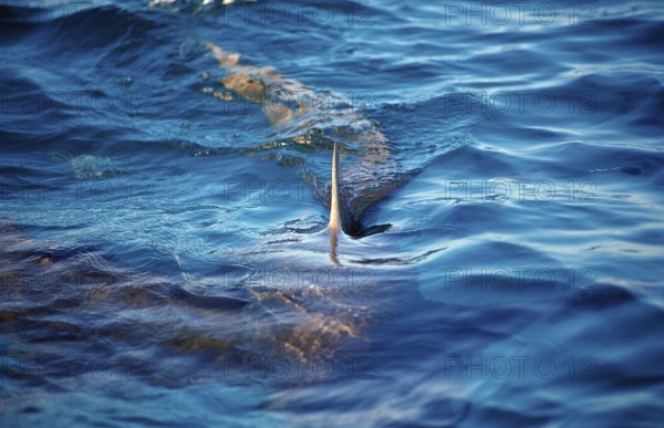 Lemon Shark at the surface, Shark fin, Negaprion brevirostris, Bahamas, Atlantic Ocean, Central America