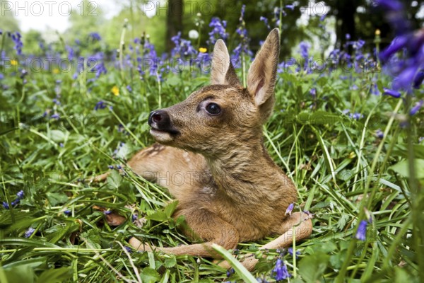 Roe Deer (capreolus capreolus), Fawn laying in Flowers, Normandy