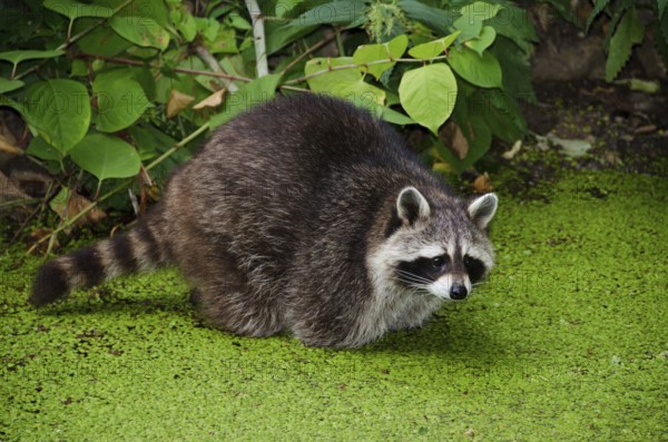 Racoon, Procyon lotor, sitting in a water pit and looking for food, Germany, Europe