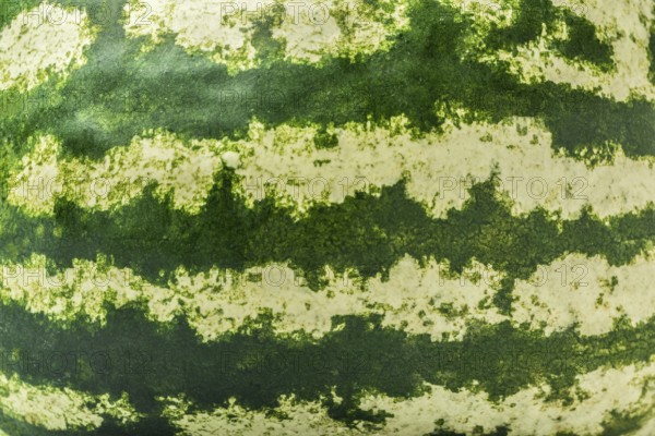 Green and fresh striped watermelon skin background