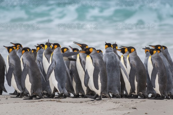 King penguins (Aptenodytes patagonicus) on the beach, Volunteer Point, Falkland Islands, Great Britain, South Atlantic, South America