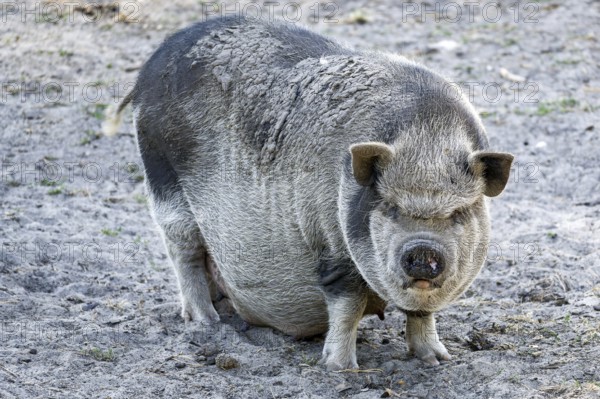 The pot belly pig is hungry and curiou