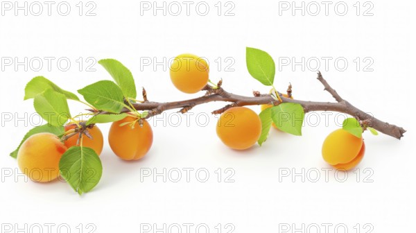 Branch with fresh apricots and leaves casting a small shadow on a white background, AI generated