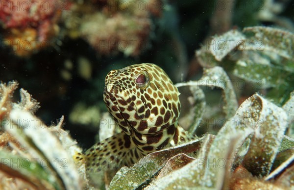 Dwarf honeycomb perch on seagrass, Epinephelus merra, Indonesia, Wakatobi Dive Resort, Sulawesi, Indian Ocean, Banda Sea, Asia