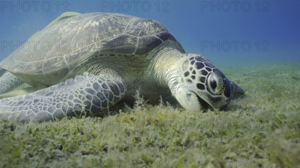 Sea turtle grazing on the seaseabed, slow motion. Great Green Sea Turtle (Chelonia mydas) with open mouth eating green algae on seagrass meadow