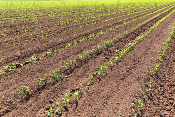 Corn fields sprouts in rows in California agriculture plantation USA