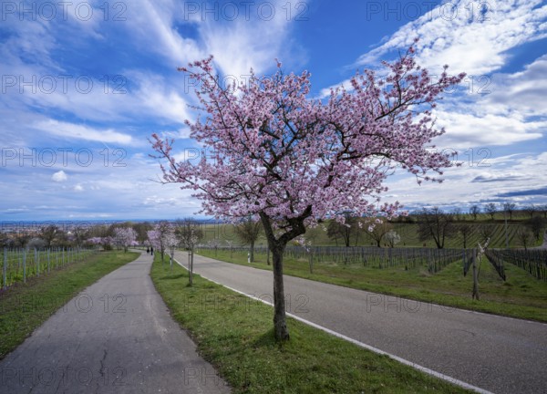 Flowering almond tree, almond blossom (Prunus dulcis), Maikammer, Rhineland-Palatinate, Germany, Europe