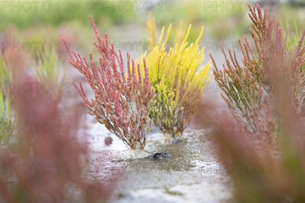 European samphire (Salicornia europaea), red and yellow coloured side by side in the Wadden Sea, Schleswig-Holstein Wadden Sea National Park, Germany, Europe
