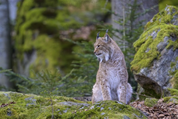 A sitting lynx (Lynx lynx) staring into the distance on a moss-covered rock in the forest, Captive, Bavaria, Germany, Europe